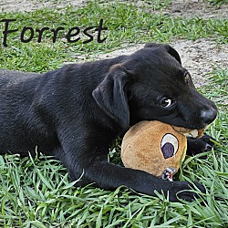 Thumbnail photo of Forrest #2