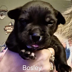 Photo of Bosley