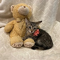 adopt a pet