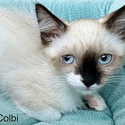 Thumbnail photo of Colbi #3