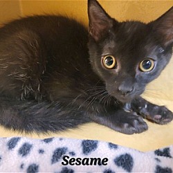 Thumbnail photo of Sesame (24-362) #3