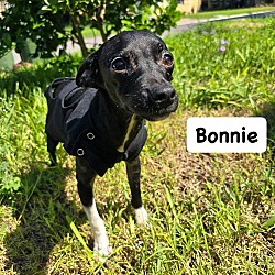 Thumbnail photo of Bonnie (TX1) #4