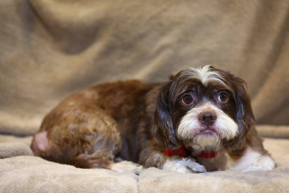 shih tzu spaniel mix