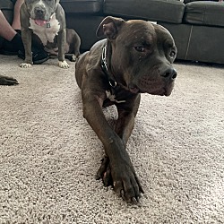 Puppies For Sale In Greenfield Indiana Adoptapetcom