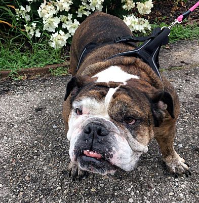 Traverse City, MI - English Bulldog. Meet Matilda a Pet for Adoption ...