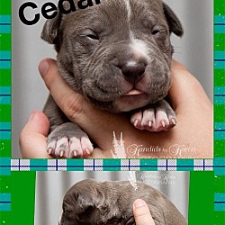 Thumbnail photo of Cedar #3