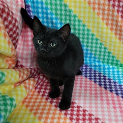 Thumbnail photo of Rainbow Sprite Kittens: HAMMY PENDING ADOPTION #3
