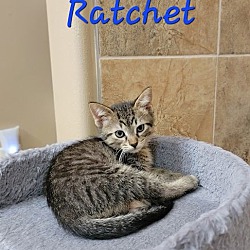 Photo of Ratchet