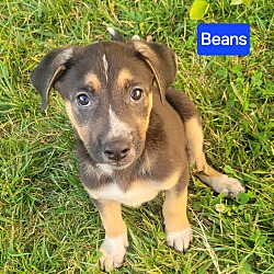 Thumbnail photo of Beans #1