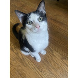 Photo of Five male tuxedo cats & one female tortoiseshell