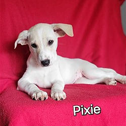 Photo of Pixie