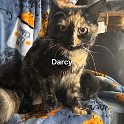 Thumbnail photo of Darcy #2