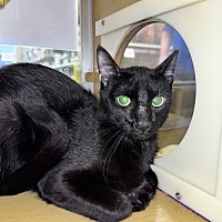 adopt-pet