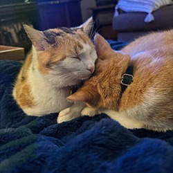 bonded pet photo