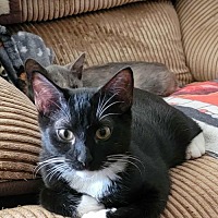 adopt a pet