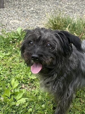 Worcester, MA - Terrier (Unknown Type, Small). Meet Howie a Pet for ...