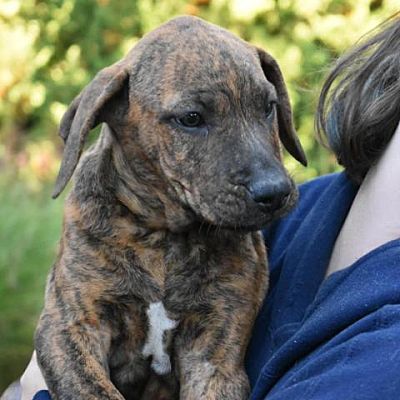 Griswold, CT - Mastiff/Mixed Breed (Large). Meet Orchard (Hershey ...