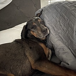 Photo of Sadie
