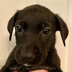 Photo of Gertrude McFuzz (p)