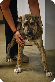 Coventry Ri German Shepherd Dog Meet Abbott A Pet For Adoption