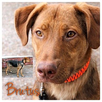 Garden City, MI - German Shepherd Dog. Meet Brutus a Dog for Adoption.