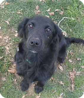 australian shepherd flat coated retriever mix