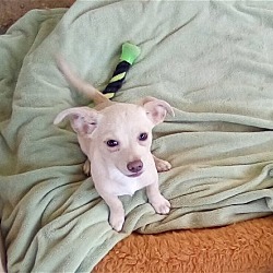 Photo of Roma- 1 of 4 chi x puppies