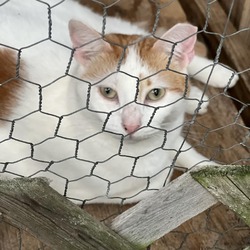 Thumbnail photo of Mark Twain - Indoor Only Working Cat #2