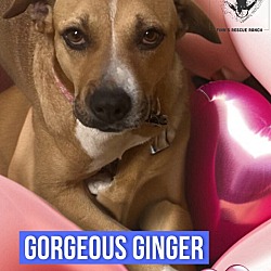 Thumbnail photo of GINGER #1