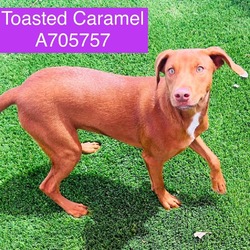 Thumbnail photo of Toasted Caramel #1