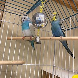 Thumbnail photo of 4 Budgies! #2