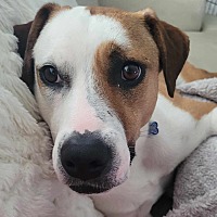 adopt-pet
