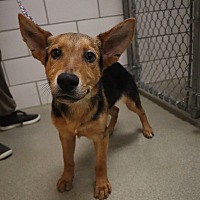 adopt a pet