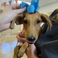 adopt a pet