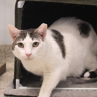 DRIZZLE - Domestic Shorthair available for adoption