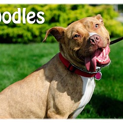 Thumbnail photo of Oodles #1