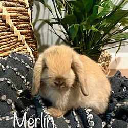 Photo of Merlin (In Home)