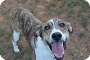 Stillwater, OK - Australian Shepherd. Meet Hailey a Dog for Adoption.