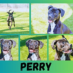 Thumbnail photo of Perry #3
