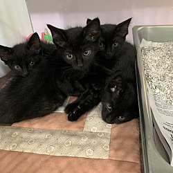 Thumbnail photo of More black kittens! #2