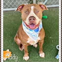 Thumbnail photo of ADDY #1