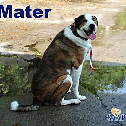 Thumbnail photo of Mater (bonded to Siggy) #4