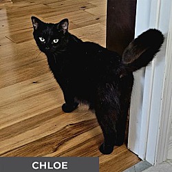 Thumbnail photo of Chloe #3