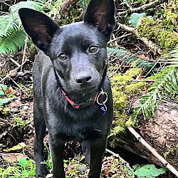 Thumbnail photo of SAMMY -Petite friendly 5 mo. pup #1