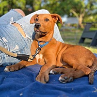 adopt a pet