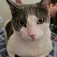 adopt a pet