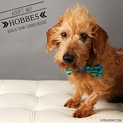 Thumbnail photo of Hobbes #1