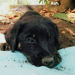 Thumbnail photo of Kricket (adoption pending) #4