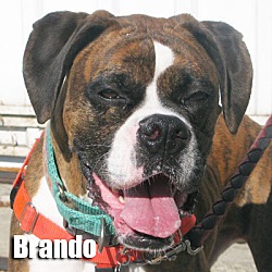 Thumbnail photo of Brando #1