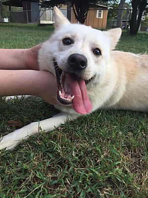 Virginia Beach Va Shiba Inu Meet Snowy A Pet For Adoption